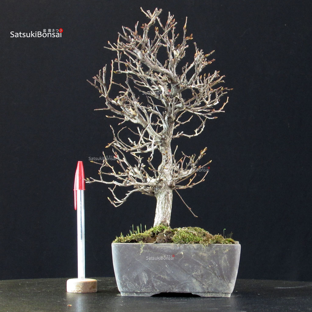5921_1-Carpinus-coreana Carpinus Coreana - immagine 1