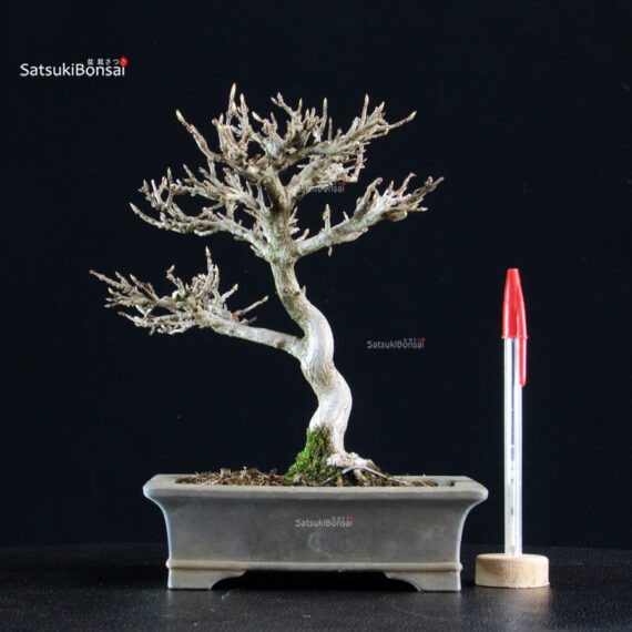 Acer Buergerianum - Kaede - immagine 5