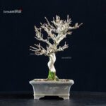 Acer Buergerianum - Kaede - immagine 6