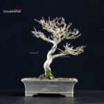 Acer Buergerianum - Kaede - immagine 7