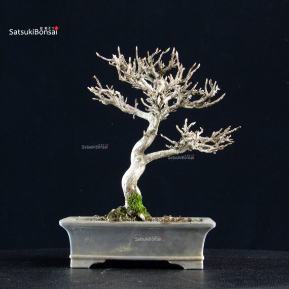 Acer Buergerianum - Kaede - immagine 7