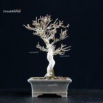 Acer Buergerianum - Kaede - immagine 8