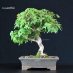 Acer Buergerianum - Kaede