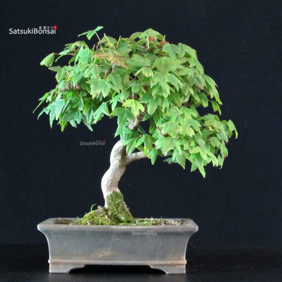 Acer Buergerianum - Kaede - immagine 3