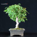 Acer Buergerianum - Kaede - immagine 4