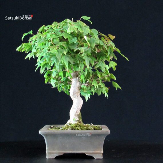 Acer Buergerianum - Kaede - immagine 4