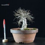Zelkova Serrata