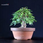 Zelkova Serrata