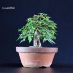 Zelkova Serrata - immagine 2