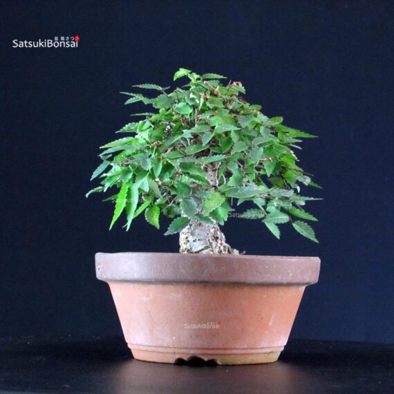 Zelkova Serrata - immagine 3