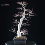 Acero palmato Yamamomiji - immagine 2