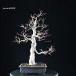 Acero palmato Yamamomiji - immagine 3