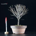 Zelkova Serrata