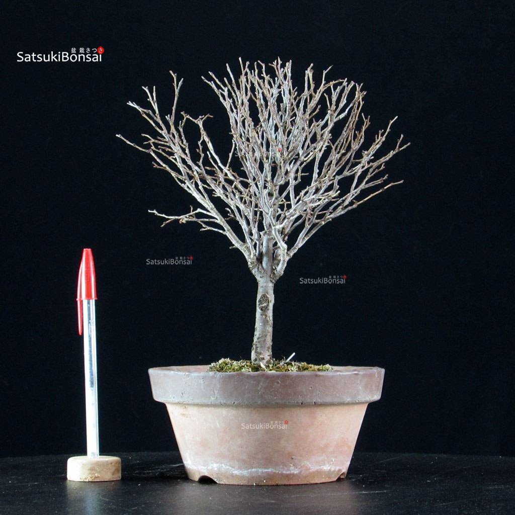 5960_1-Zelkova-serrata Zelkova Serrata - immagine 1