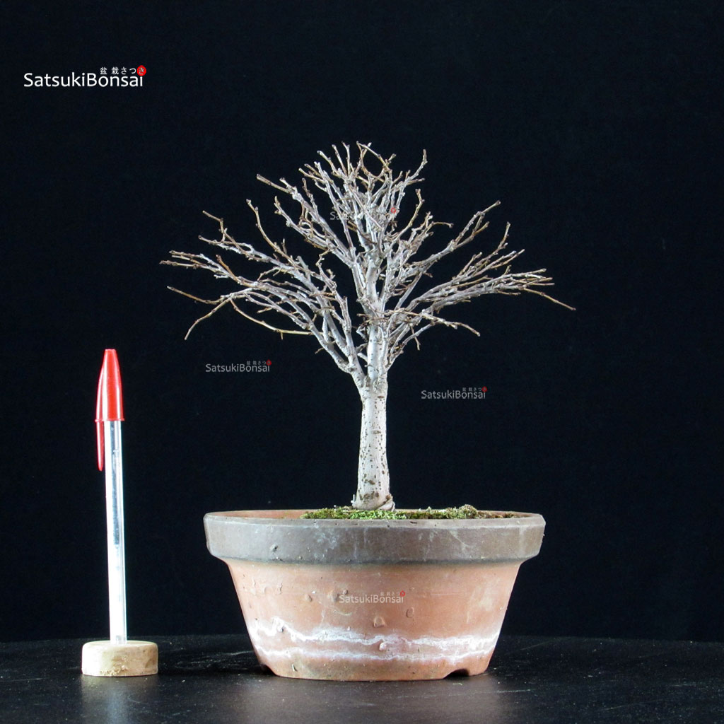 5961_1-Zelkova-serrata Zelkova Serrata - immagine 1
