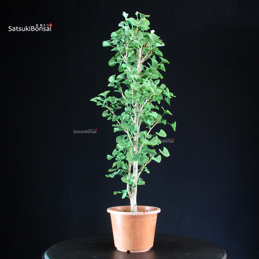 5986_5-Ginkgo-Biloba Ginkgo Biloba - immagine 1