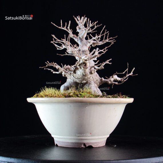 Ilex serrata femmina - immagine 5