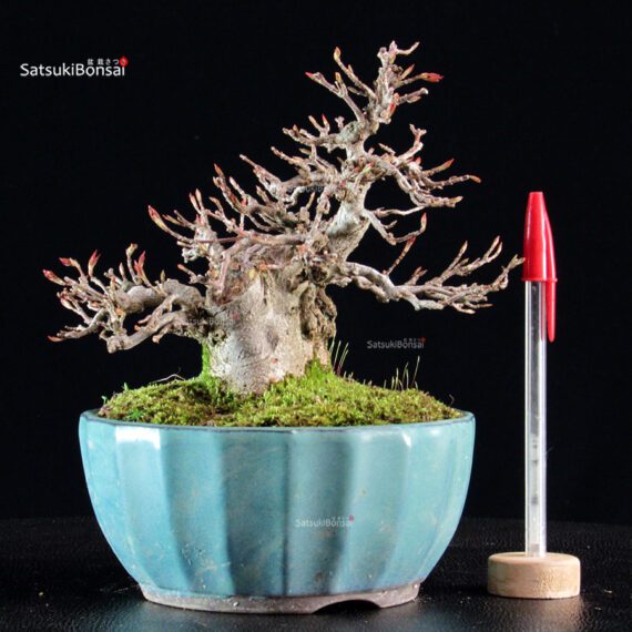 Acer Buergerianum - Kaede - immagine 5