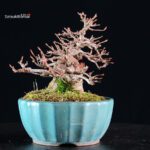 Acer Buergerianum - Kaede - immagine 6