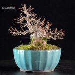 Acer Buergerianum - Kaede - immagine 7
