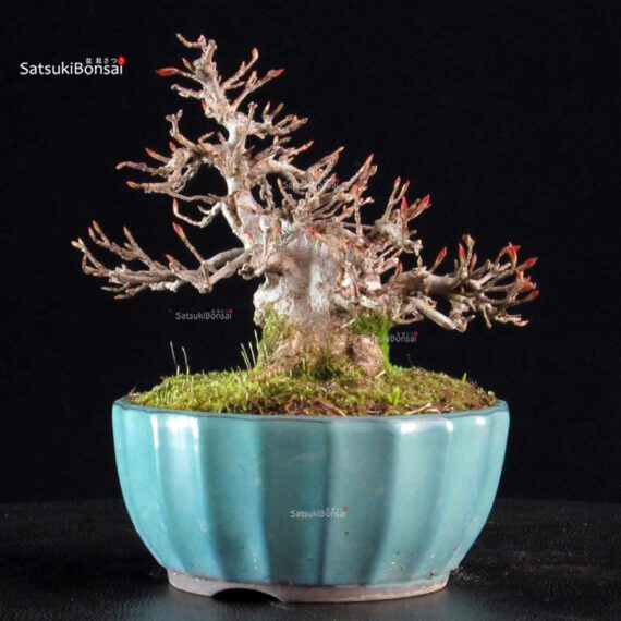 Acer Buergerianum - Kaede - immagine 7