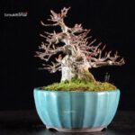 Acer Buergerianum - Kaede - immagine 8