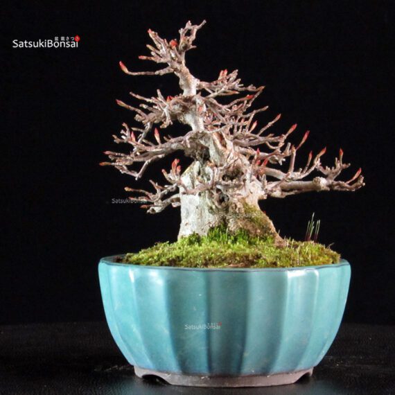 Acer Buergerianum - Kaede - immagine 8