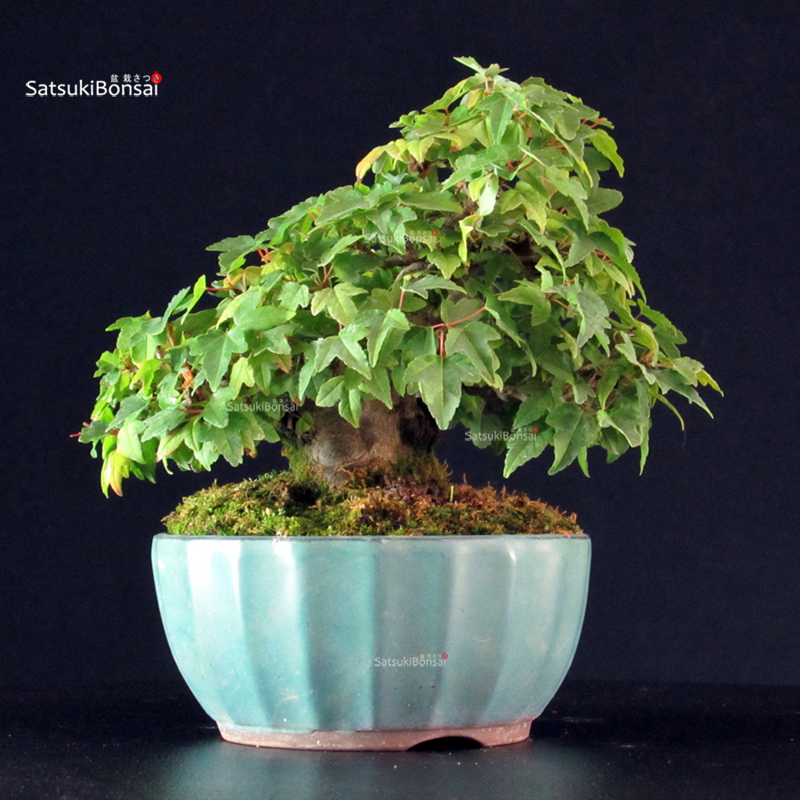 6044_6-Acer-buergerianum-kaede Acer Buergerianum - Kaede - immagine 1
