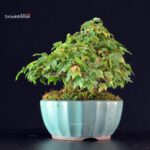Acer Buergerianum - Kaede - immagine 2