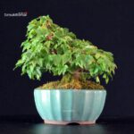Acer Buergerianum - Kaede - immagine 3