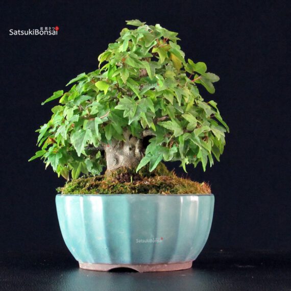 Acer Buergerianum - Kaede - immagine 4