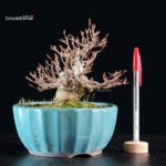 Acer Buergerianum - Kaede - immagine 5