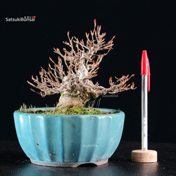 Acer Buergerianum - Kaede - immagine 5