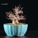Acer Buergerianum - Kaede - immagine 6