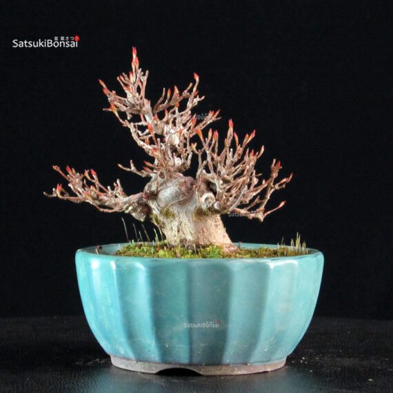 Acer Buergerianum - Kaede - immagine 7