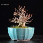 Acer Buergerianum - Kaede - immagine 8