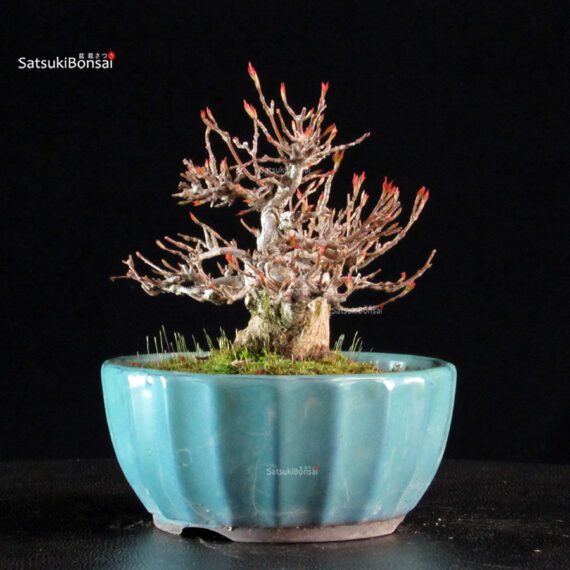 Acer Buergerianum - Kaede - immagine 8