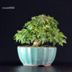 Acer Buergerianum - Kaede