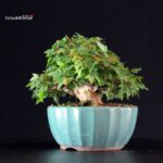 Acer Buergerianum - Kaede - immagine 3