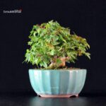 Acer Buergerianum - Kaede - immagine 4