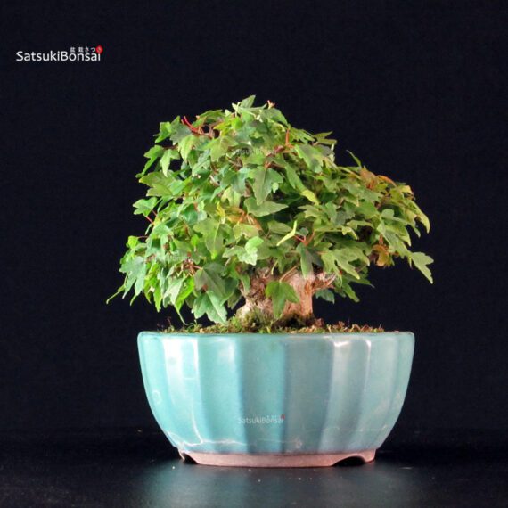 Acer Buergerianum - Kaede - immagine 4