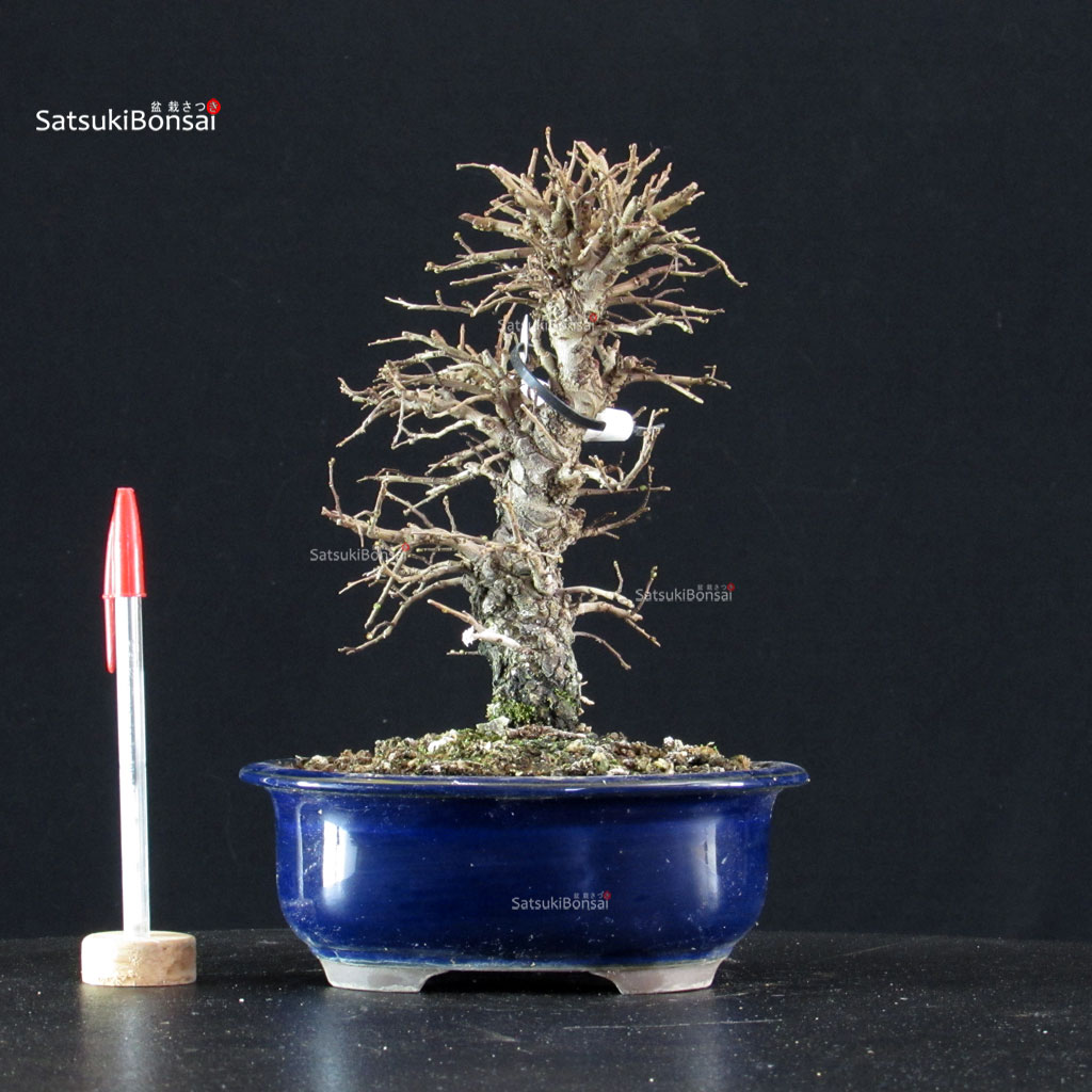 6058_1-Ulmus-parvifolia-zelkova Ulmus parvifolia - immagine 1
