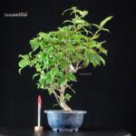 Callicarpa Japonica - Murasakishikibu
