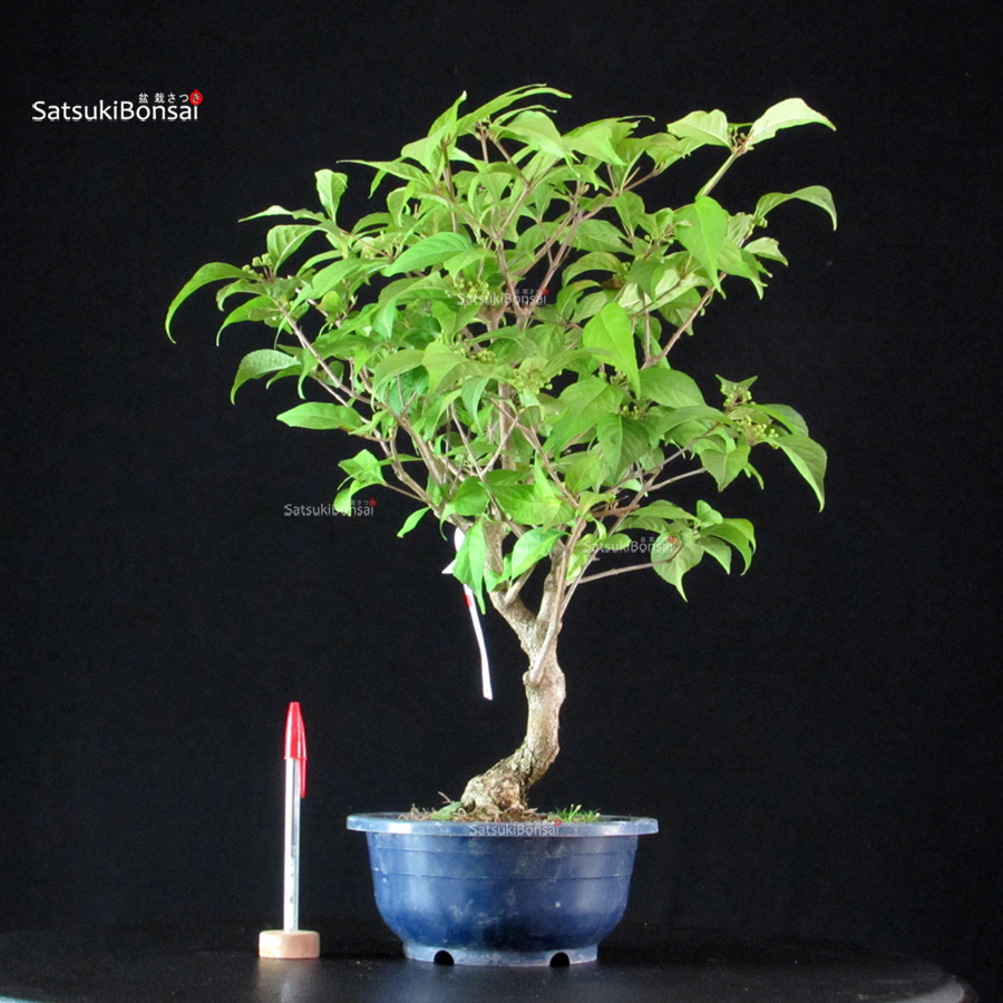 6124_2-Callicarpa-Japonica Callicarpa Japonica - Murasakishikibu - immagine 1