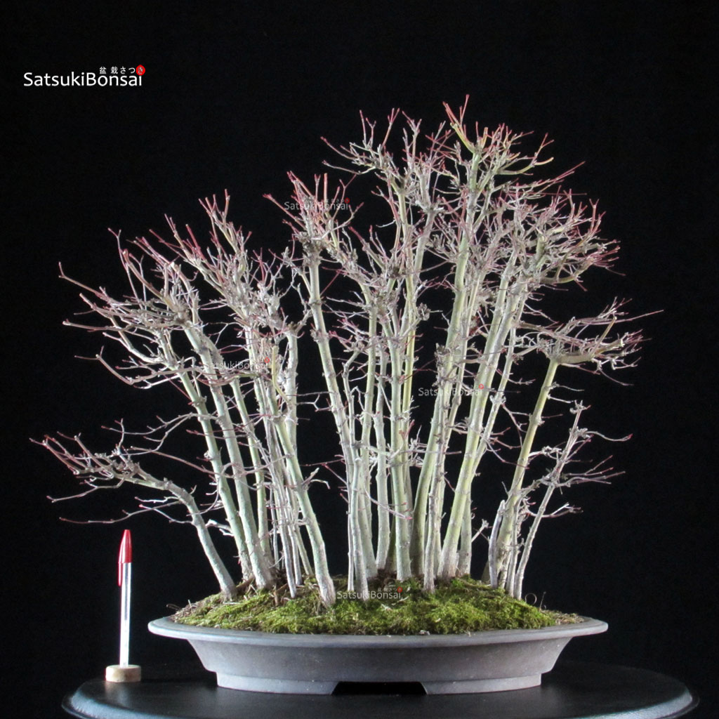 6126_1-Acer-palmatum-yamamomiji Acero palmato Yamamomiji - immagine 1