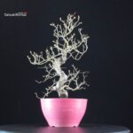 Crataegus Cuneata - Biancospino - immagine 3