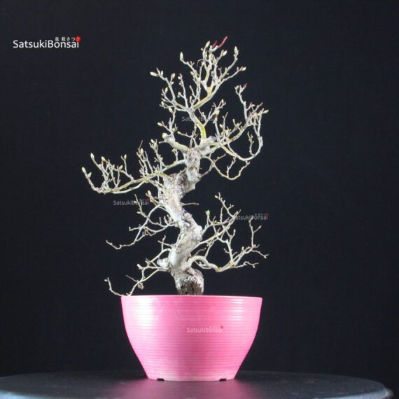 Crataegus Cuneata - Biancospino - immagine 3