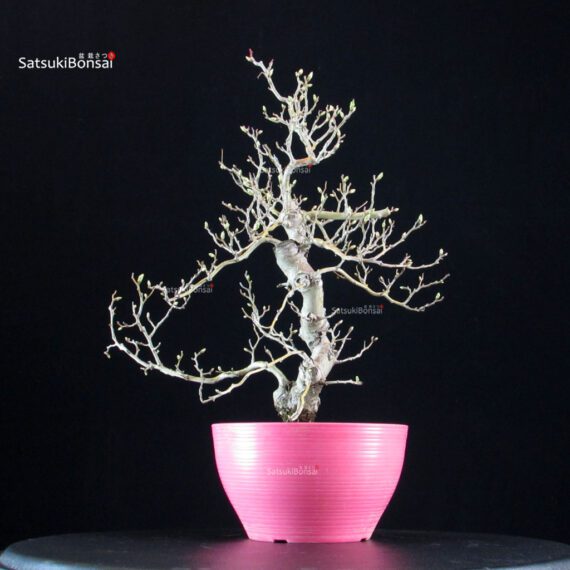 Crataegus Cuneata - Biancospino - immagine 4