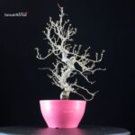 Crataegus Cuneata - Biancospino - immagine 5
