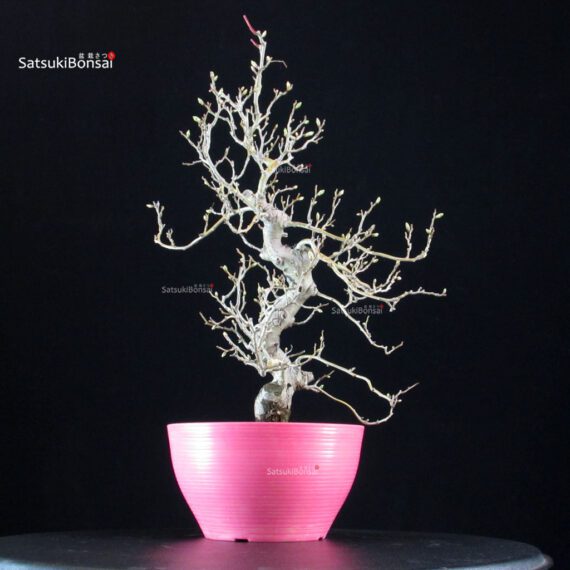 Crataegus Cuneata - Biancospino - immagine 5